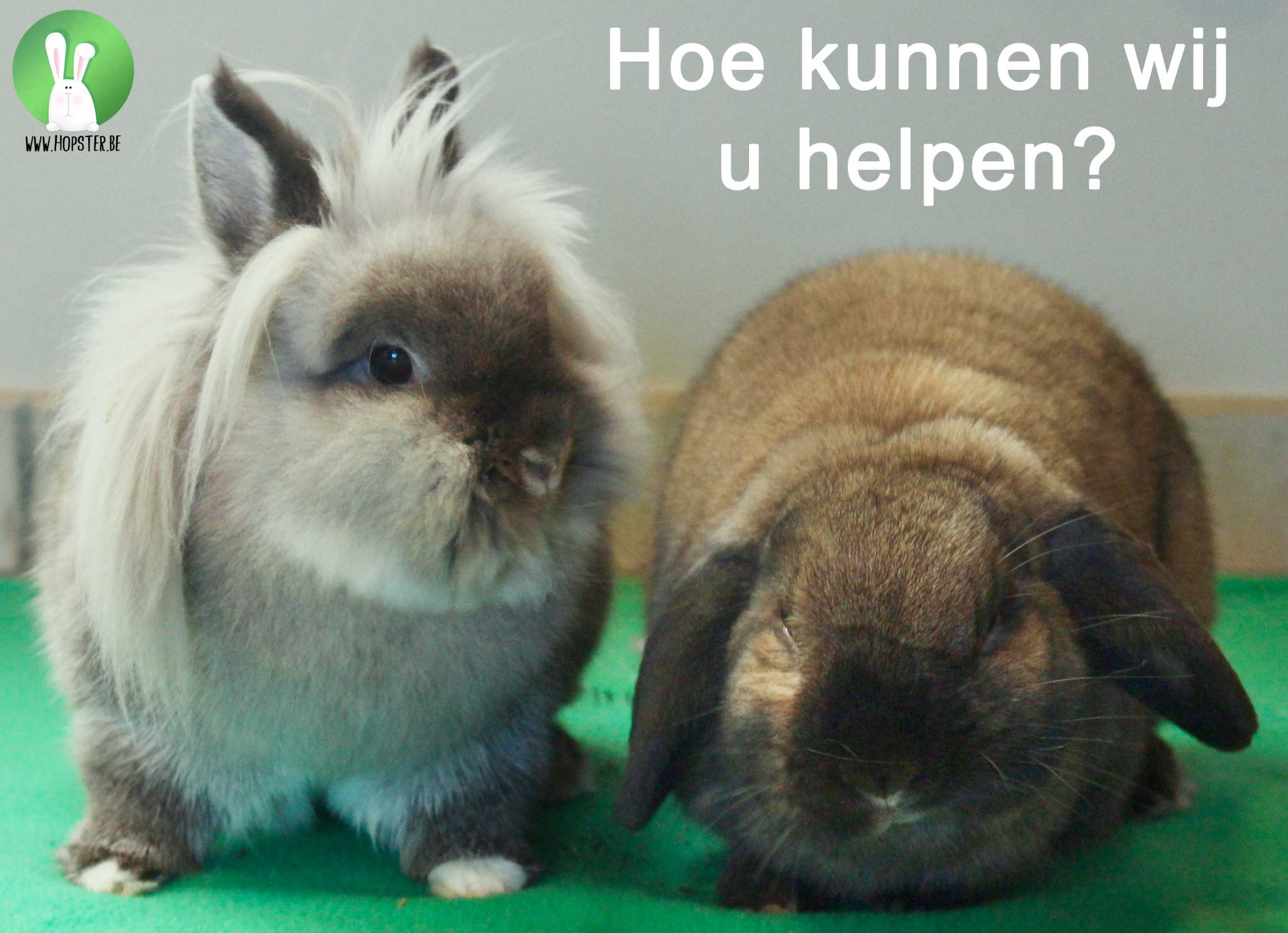 Aanbod | Konijnenadviesbureau Hopster