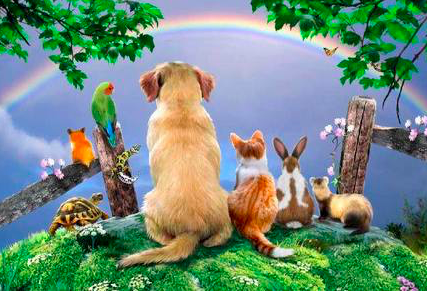 Rainbow Bridge | Konijnenadviesbureau Hopster Rainbow Bridge | Konijnenadviesbureau Hopster