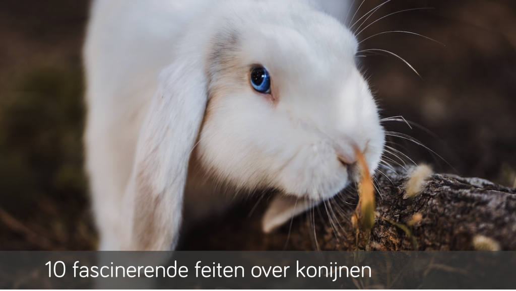 10 fascinerende feiten over konijnen | Konijnenadviesbureau Hopster