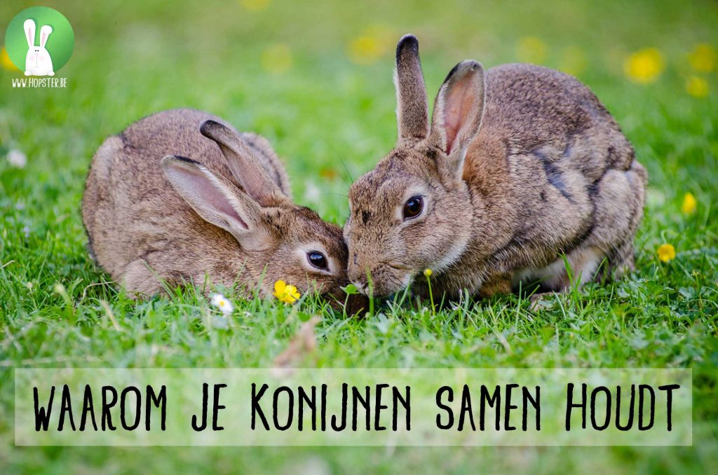 Waarom je konijnen samen houdt | Konijnenadviesbureau Hopster