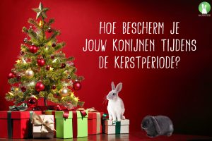 Hoe bescherm je jouw konijnen tijdens de kerstperiode | Konijnenadviesbureau Hopster