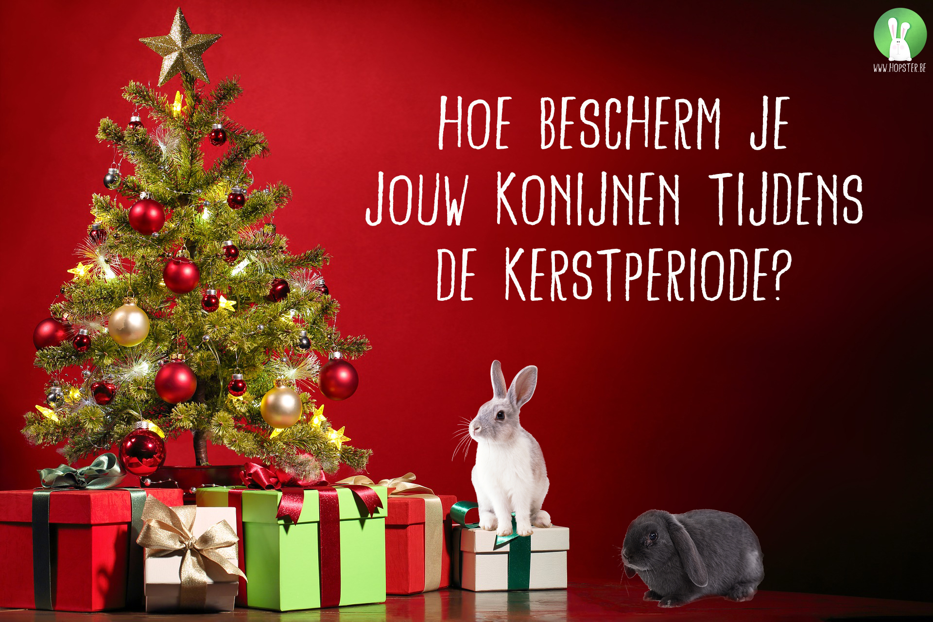 Hoe bescherm je jouw konijnen tijdens de kerstperiode | Konijnenadviesbureau Hopster