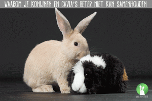 Waarom je konijnen en cavia's beter niet kan samenhouden | Konijnenadviesbureau Hopster