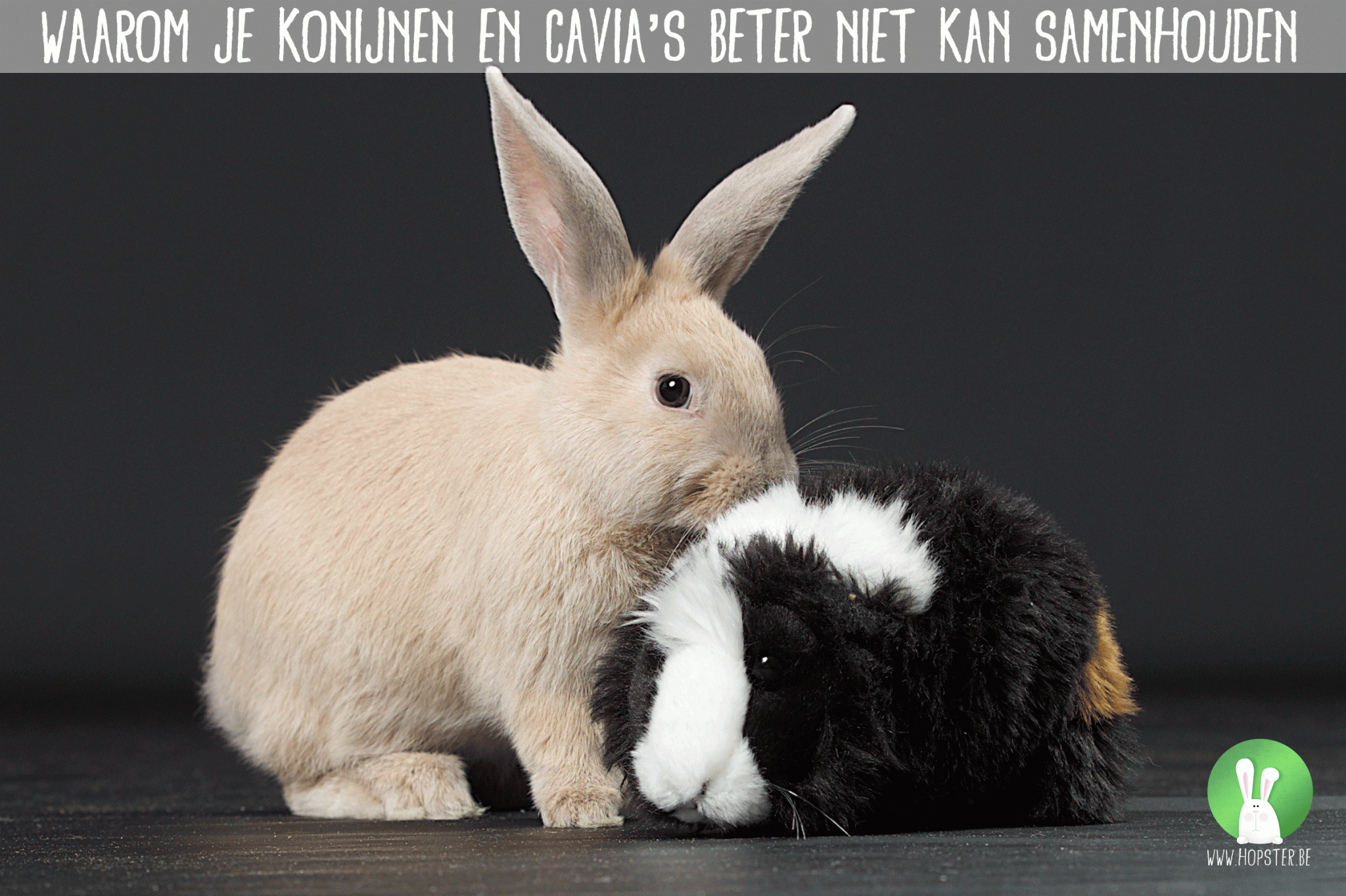 Waarom je konijnen en cavia's beter niet kan samenhouden | Konijnenadviesbureau Hopster