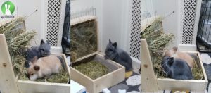 Toiletbak Chews&Nibbles | Konijnenadviesbureau Hopster