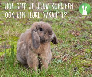 Hoe geef je jouw konijnen ook een leuke vakantie? | Konijnenadviesbureau Hopster