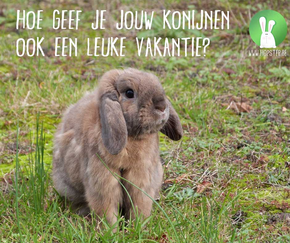 Hoe geef je jouw konijnen ook een leuke vakantie? | Konijnenadviesbureau Hopster