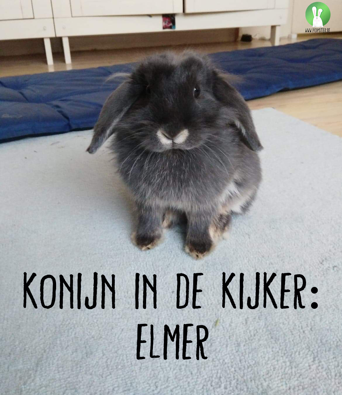 Konijn in de kijker: Elmer | Konijnenadviesbureau Hopster