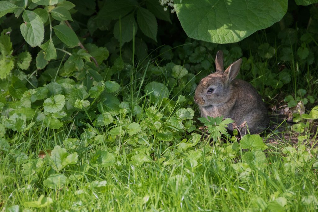 Hoe hou je konijnen koel in de zomer | Konijnenadviesbureau Hopster